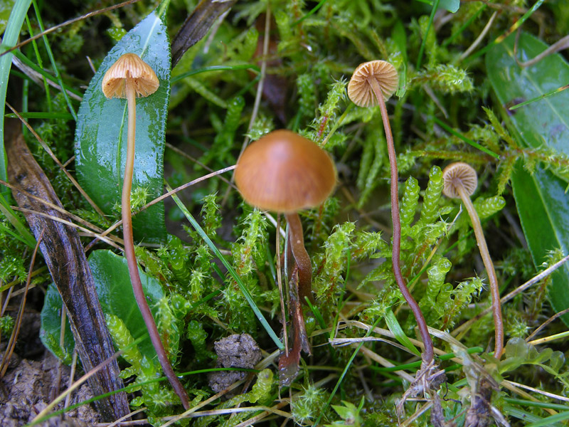 Galerina da determinare n�3